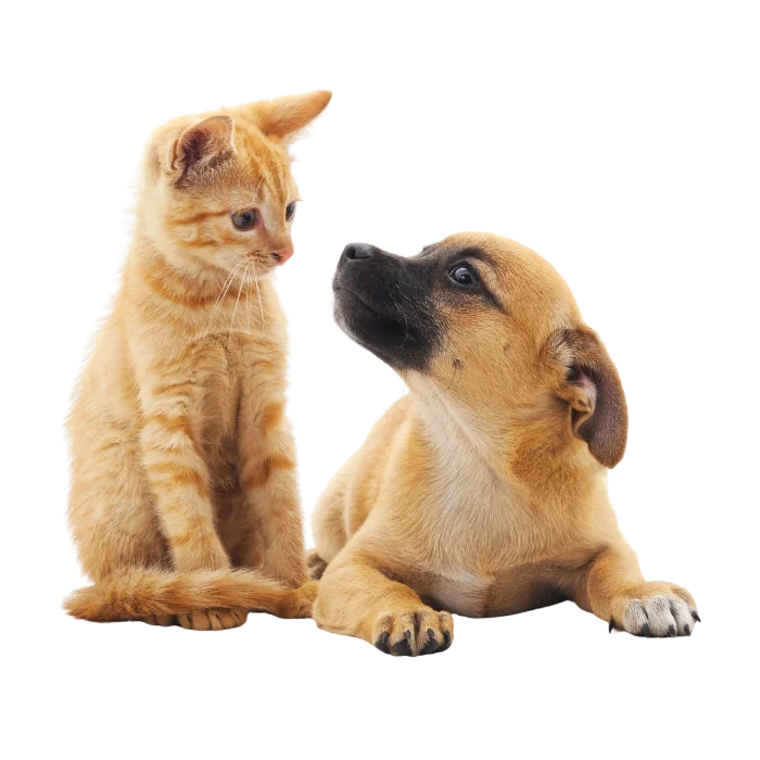 animale companie 1
